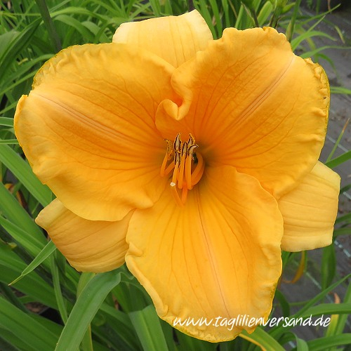 Foto der Tagliliensorte Cantaloupe Cut